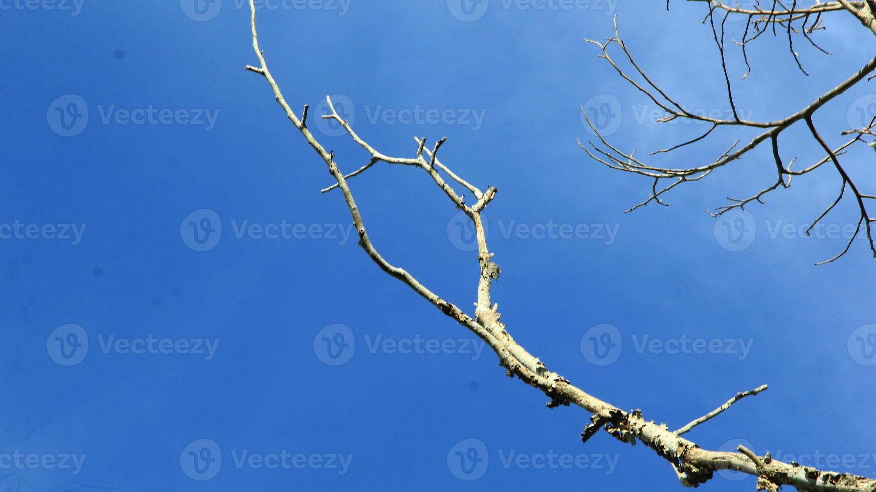 Dry old branches against the sky background look beautiful during the day photo