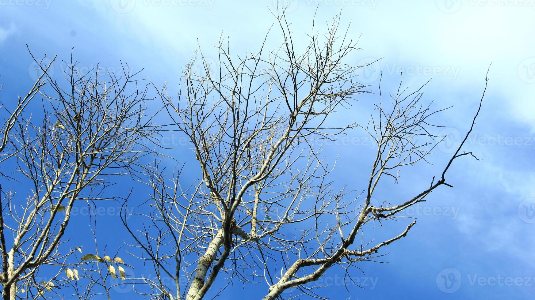 Dry old branches against the sky background look beautiful during the day photo