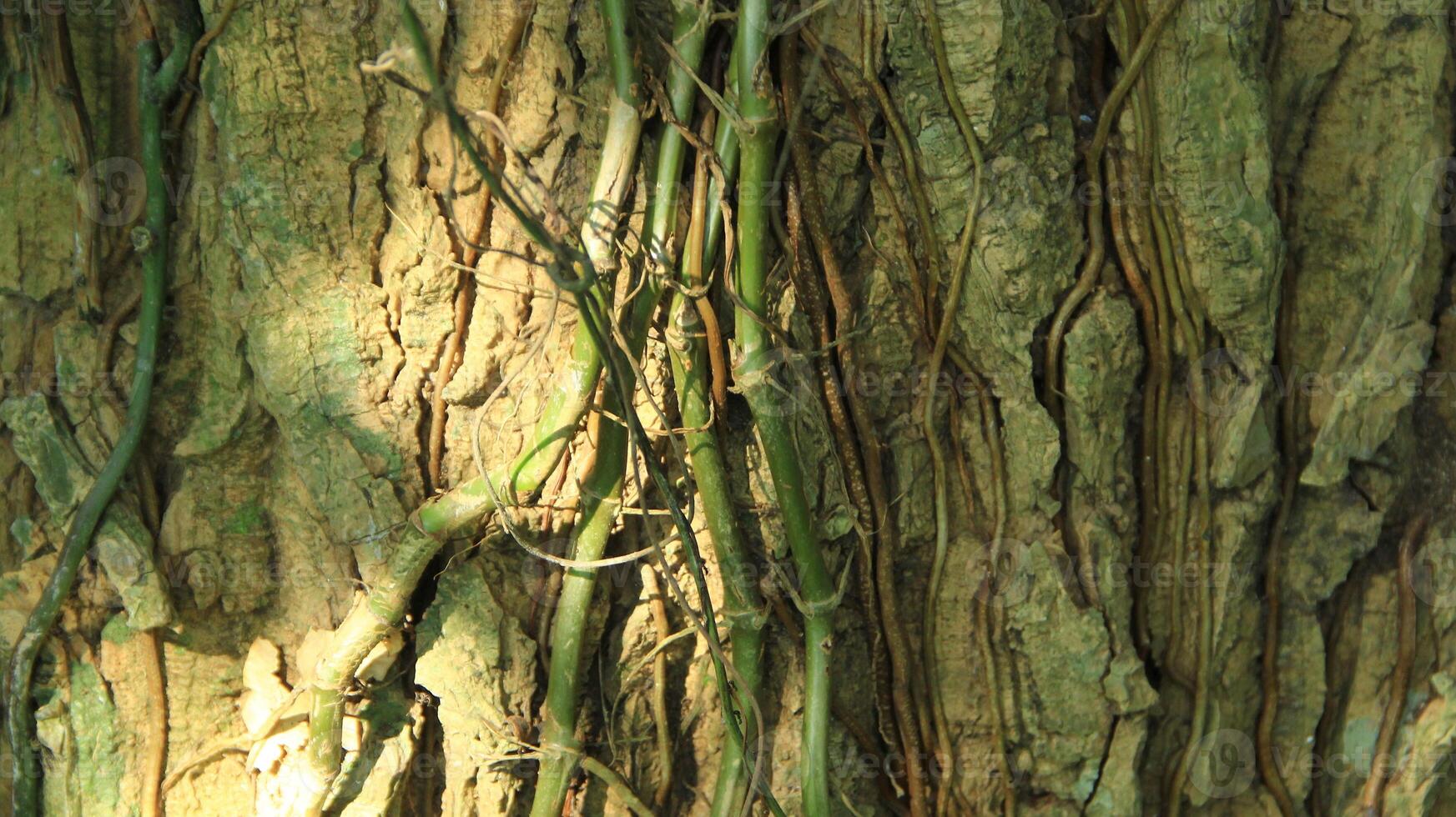 wood fiber from the bira bira tree or Alocasia macrorrhizos, macrorrhiza - Alocasia macrorrhizos, grows well seen on a sunny day photo