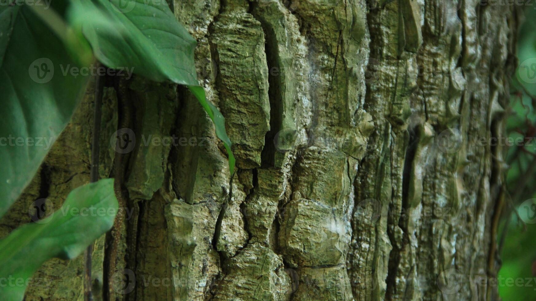 wood fiber from the bira bira tree or Alocasia macrorrhizos, macrorrhiza - Alocasia macrorrhizos, grows well seen on a sunny day photo