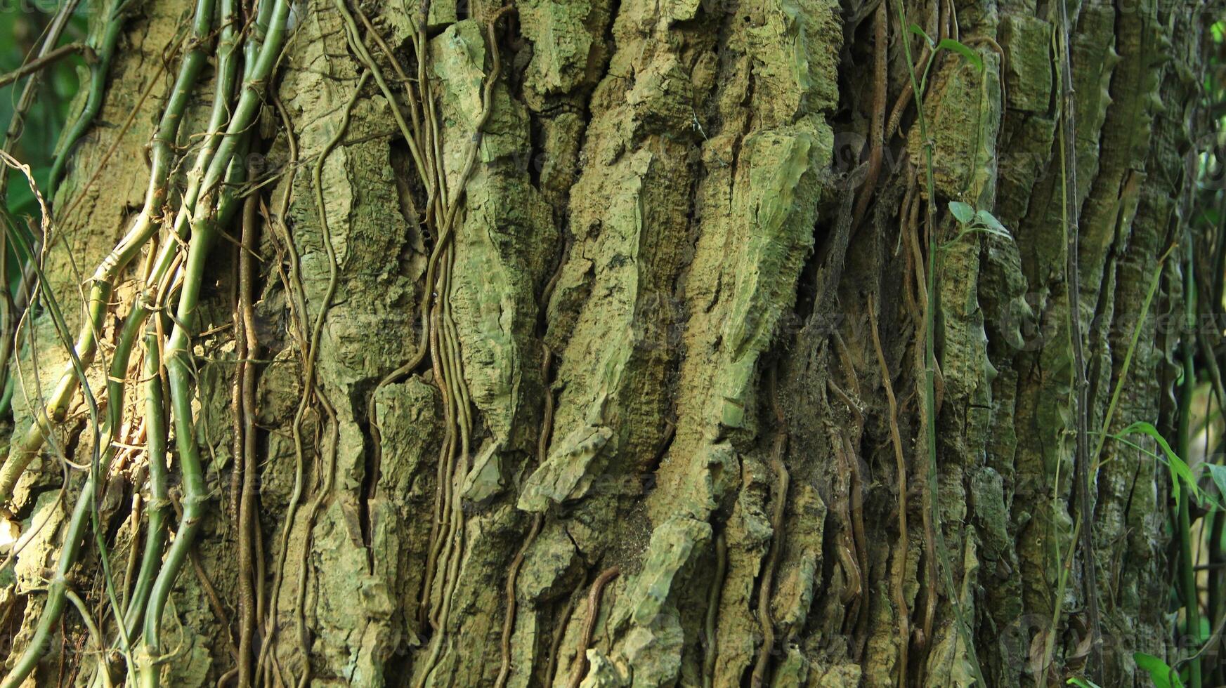 wood fiber from the bira bira tree or Alocasia macrorrhizos, macrorrhiza - Alocasia macrorrhizos, grows well seen on a sunny day photo