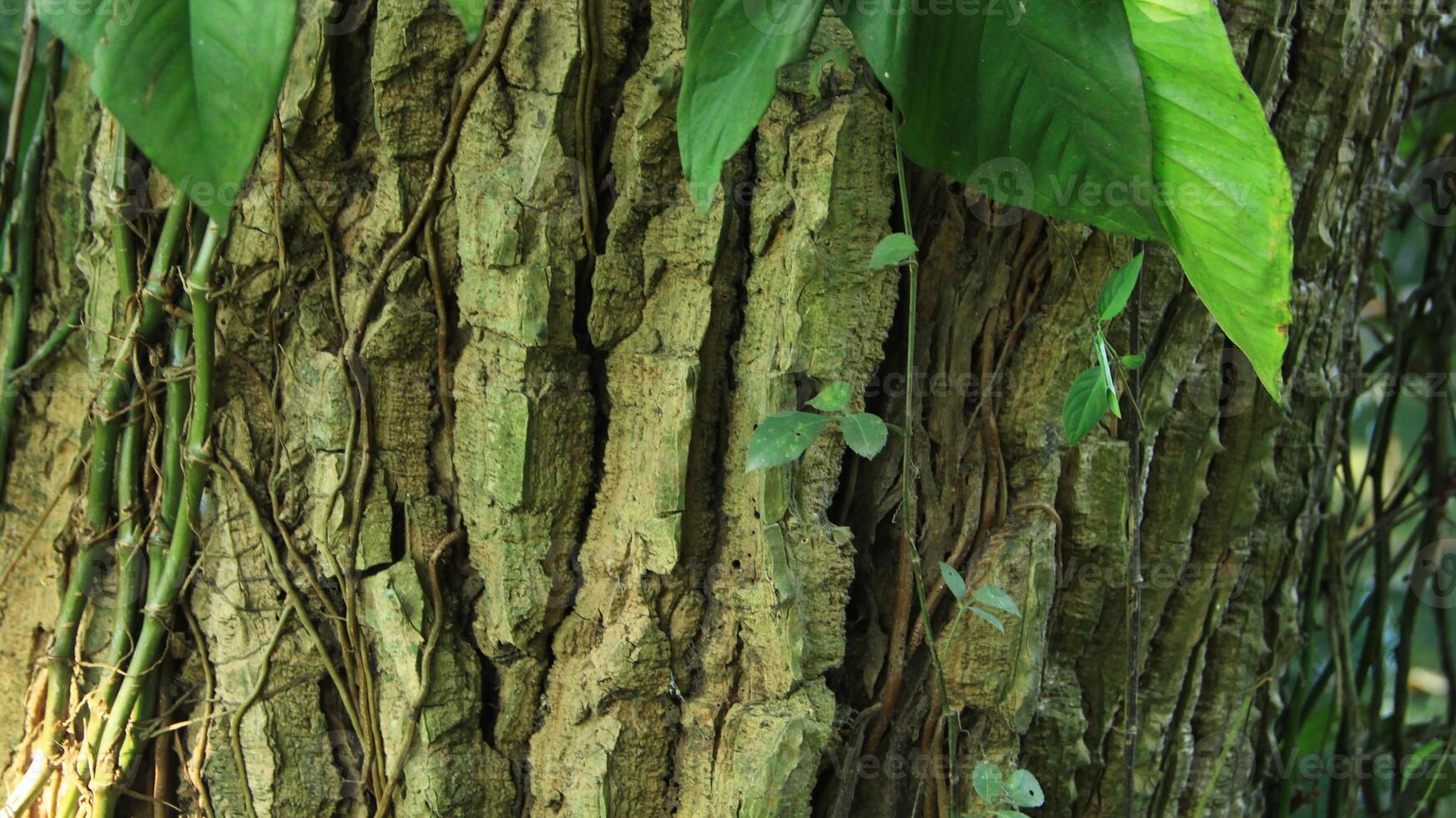 wood fiber from the bira bira tree or Alocasia macrorrhizos, macrorrhiza - Alocasia macrorrhizos, grows well seen on a sunny day photo
