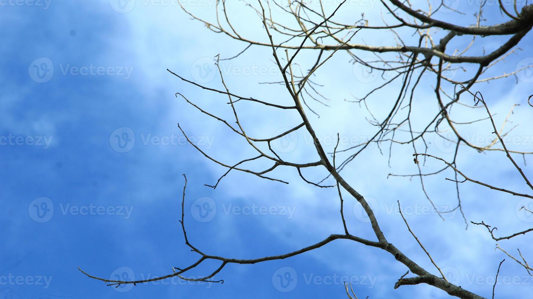 Dry old branches against the sky background look beautiful during the day photo