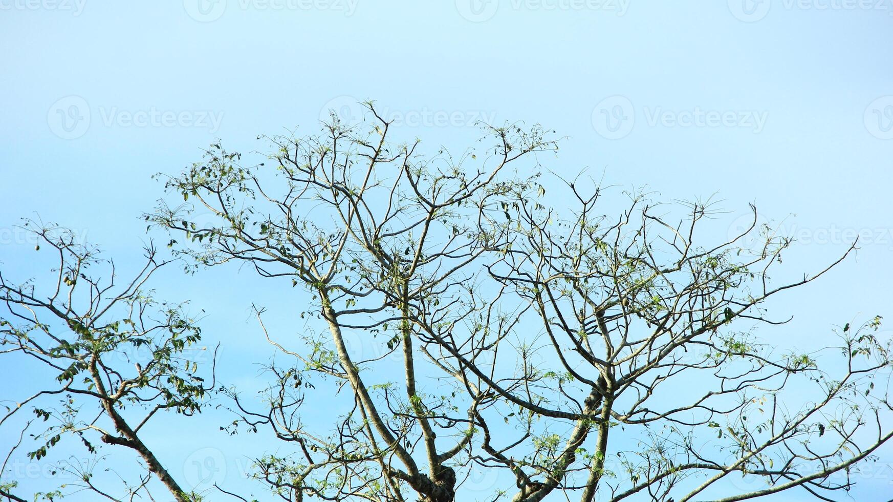 vibrant kedondong tree or Spondias dulcis ambarella, otaheite apple, or big hog plum against a blue sky background photo