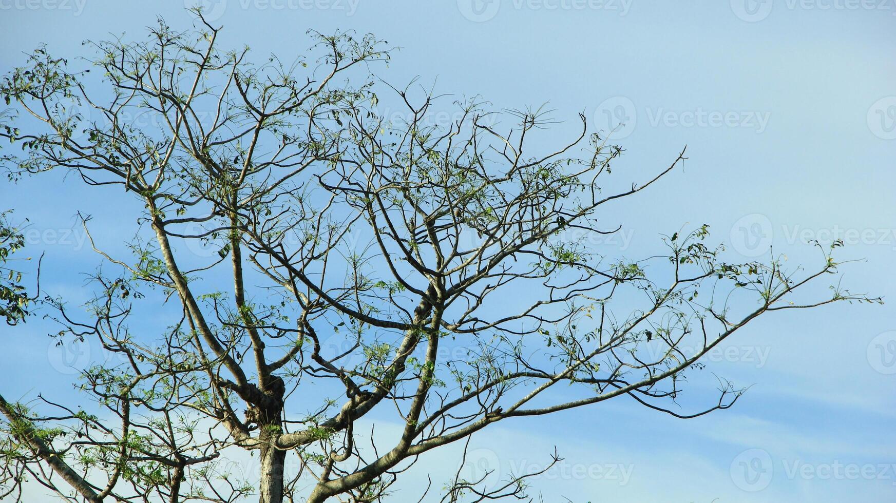 vibrant kedondong tree or Spondias dulcis ambarella, otaheite apple, or big hog plum against a blue sky background photo