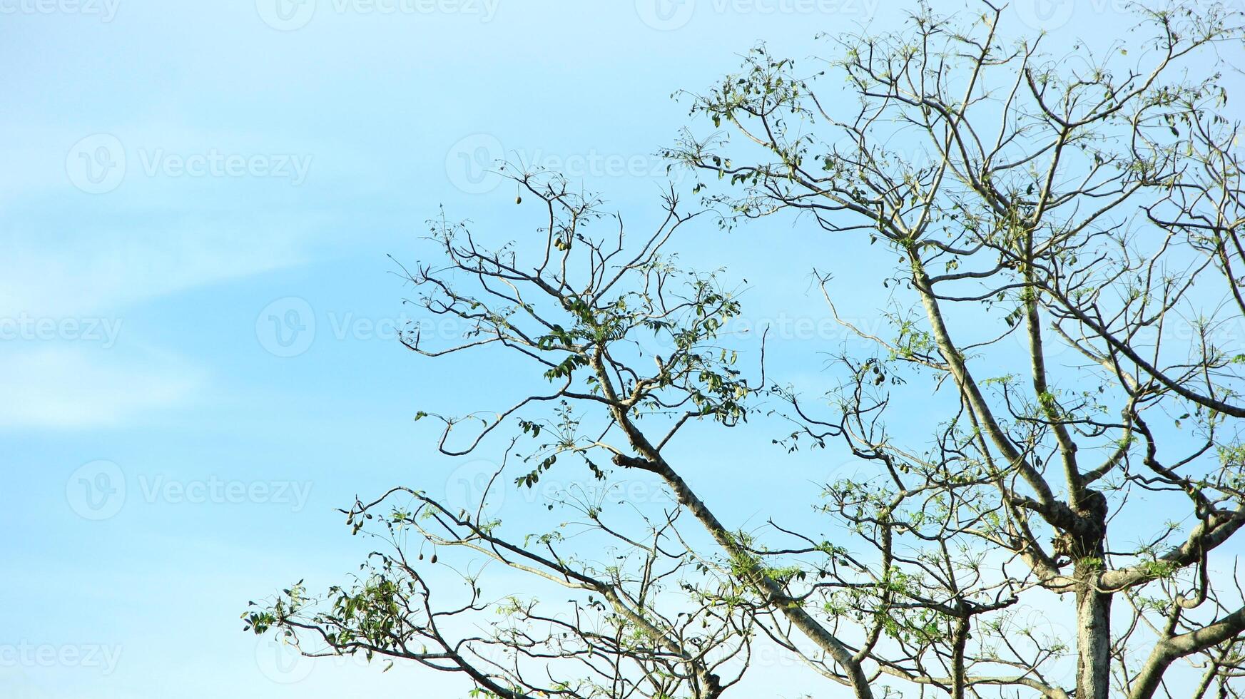 vibrant kedondong tree or Spondias dulcis ambarella, otaheite apple, or big hog plum against a blue sky background photo