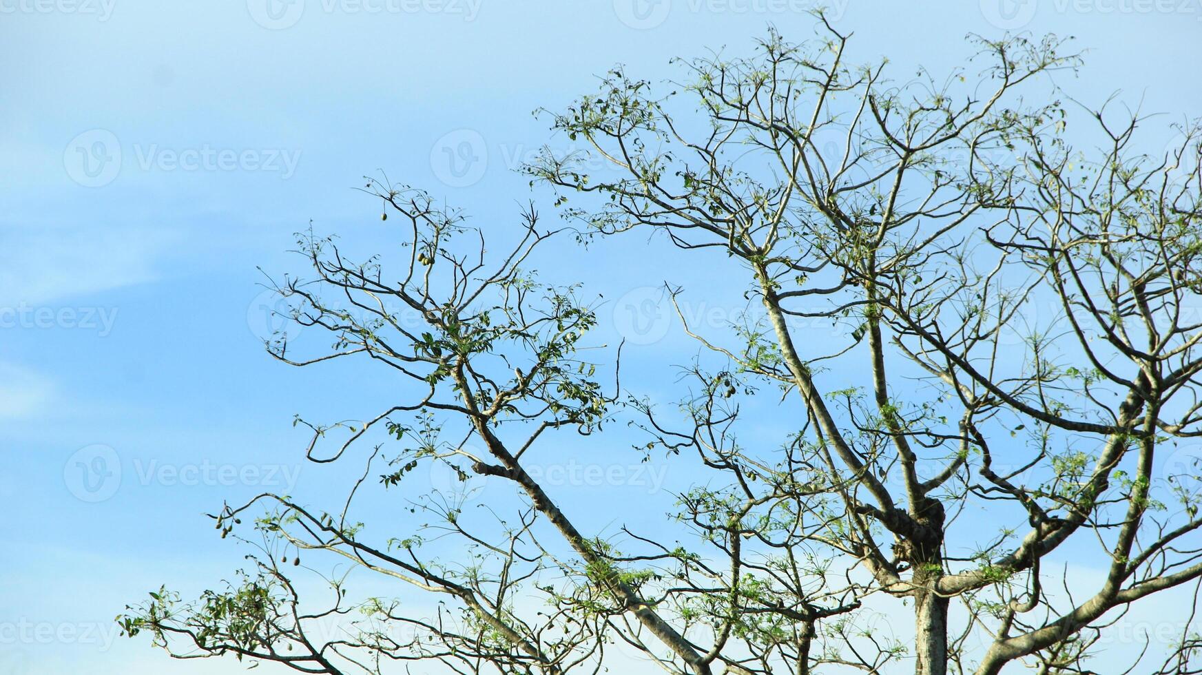 vibrant kedondong tree or Spondias dulcis ambarella, otaheite apple, or big hog plum against a blue sky background photo