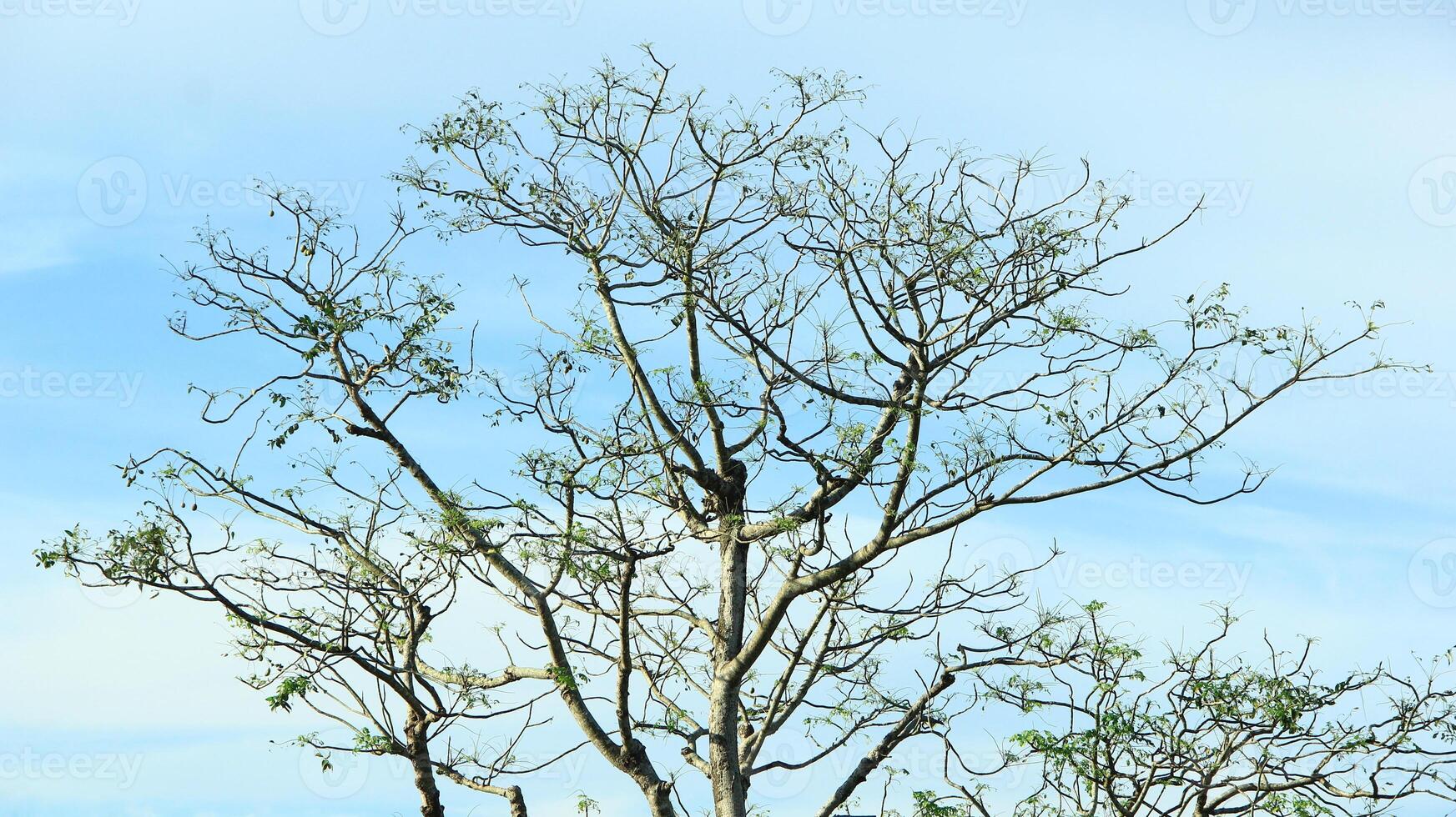 vibrant kedondong tree or Spondias dulcis ambarella, otaheite apple, or big hog plum against a blue sky background photo
