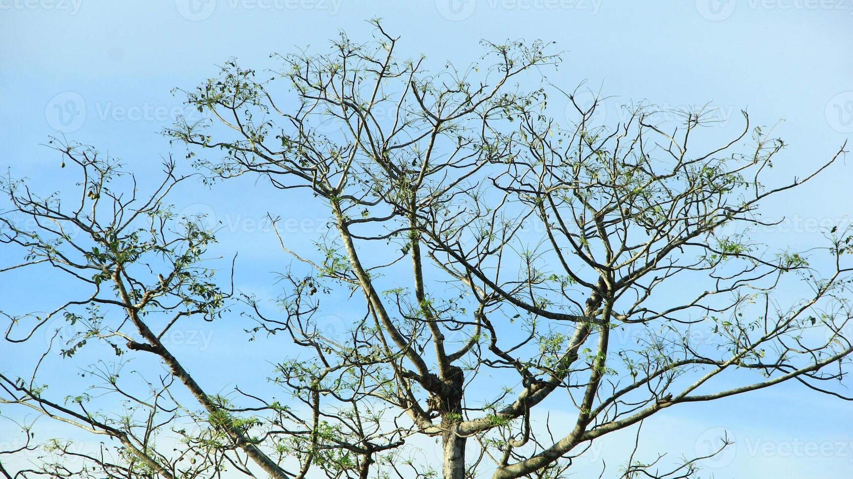 vibrant kedondong tree or Spondias dulcis ambarella, otaheite apple, or big hog plum against a blue sky background photo