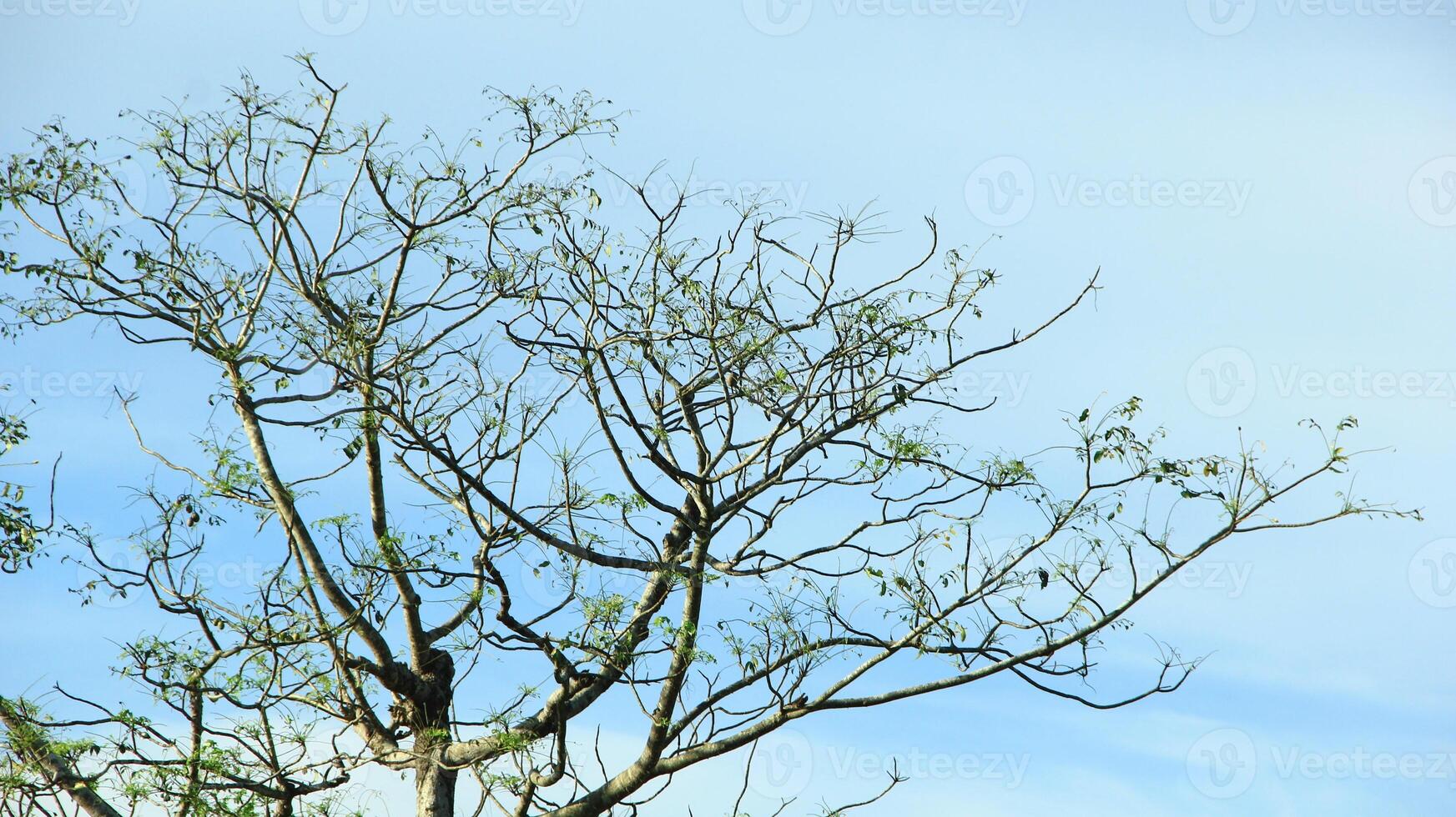 vibrant kedondong tree or Spondias dulcis ambarella, otaheite apple, or big hog plum against a blue sky background photo