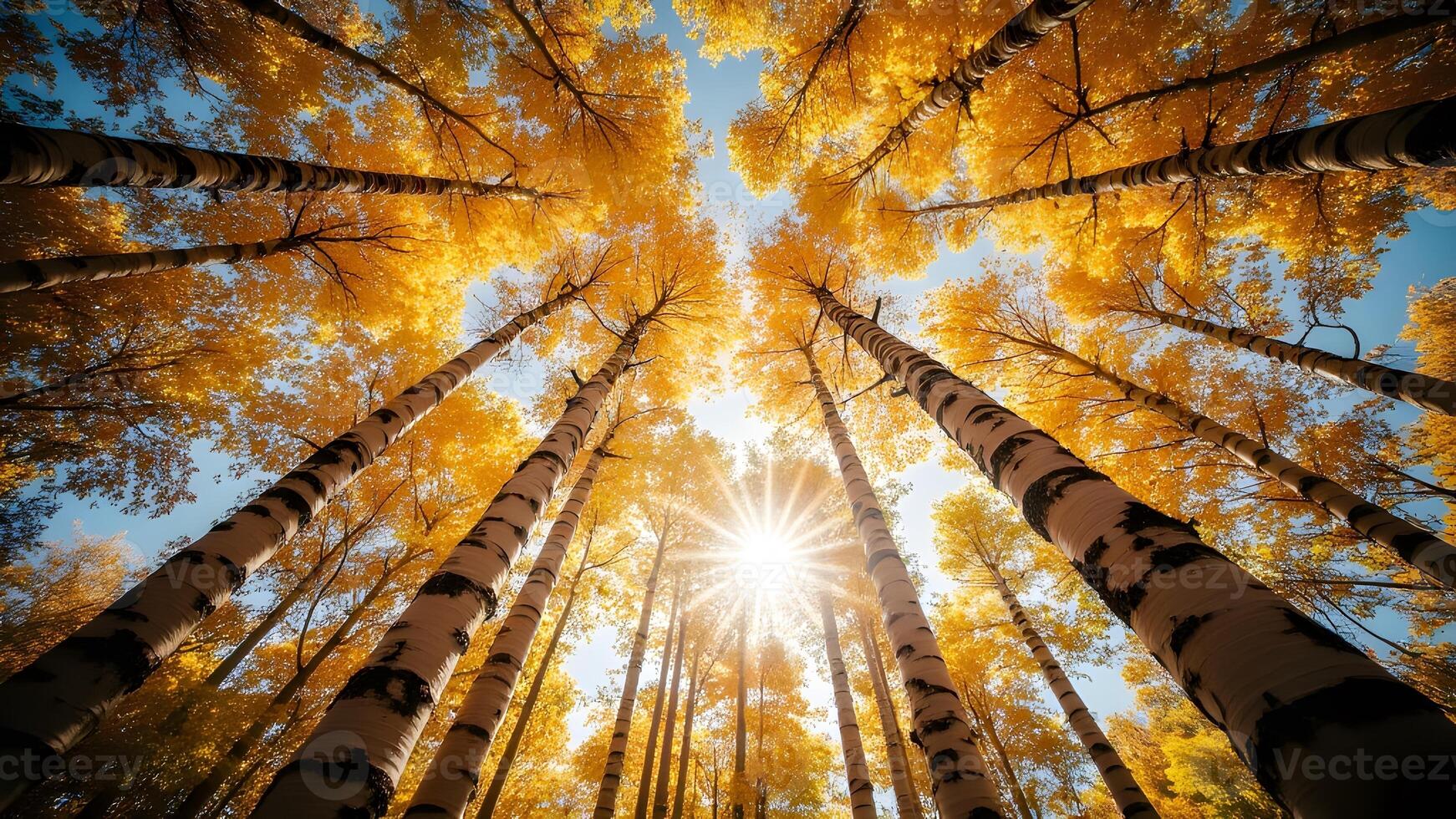 Birch Tree Autumn - Sunlit Birch Trees in Fall Generated by AI photo