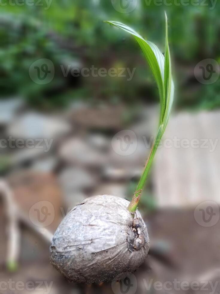coconut sprout, coconut shoot on blur background, scout symbol photo