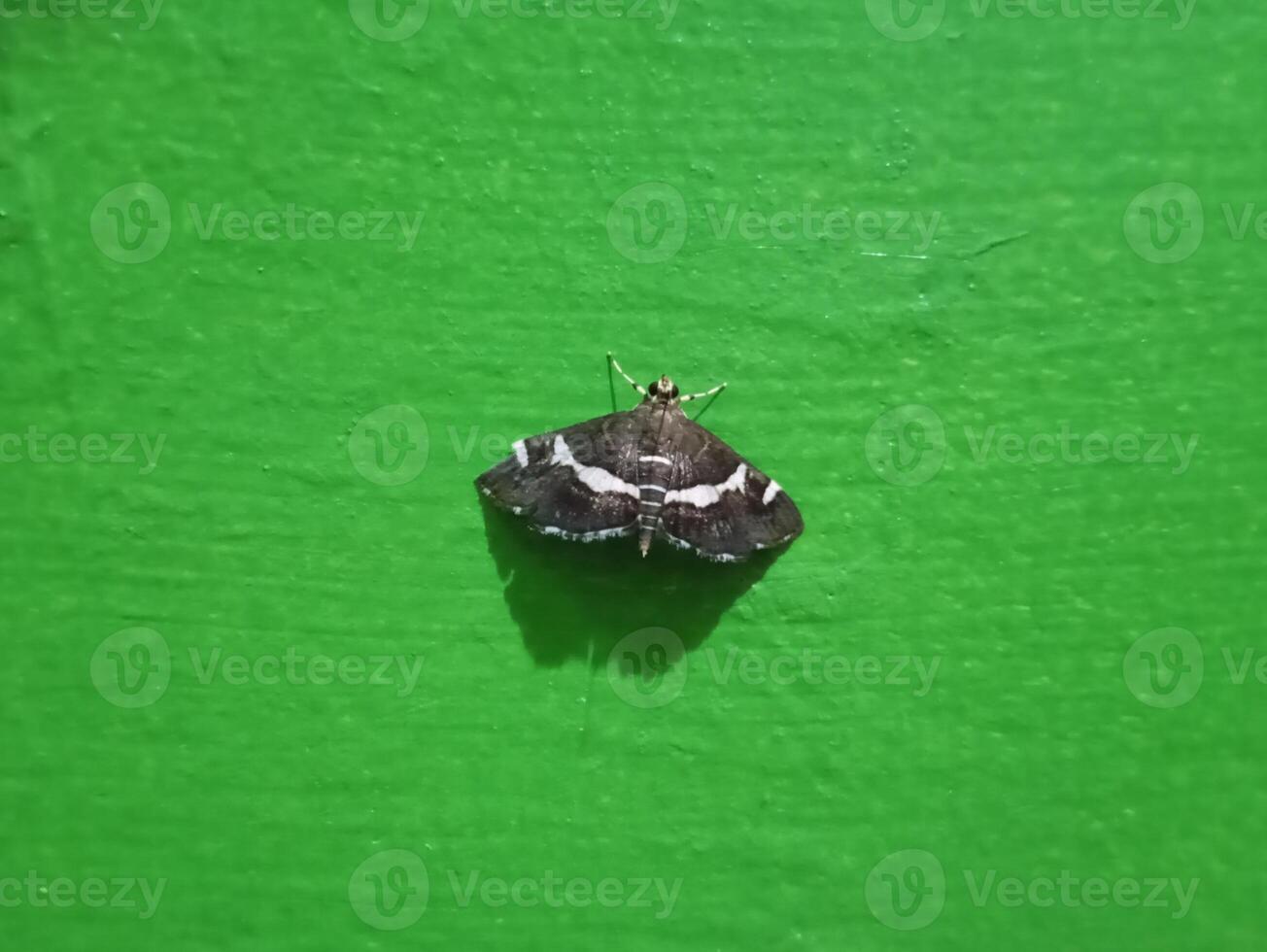 Spoladea recurvalis, the beet webworm moth or Hawaiian beet webworm moth on green wall background photo