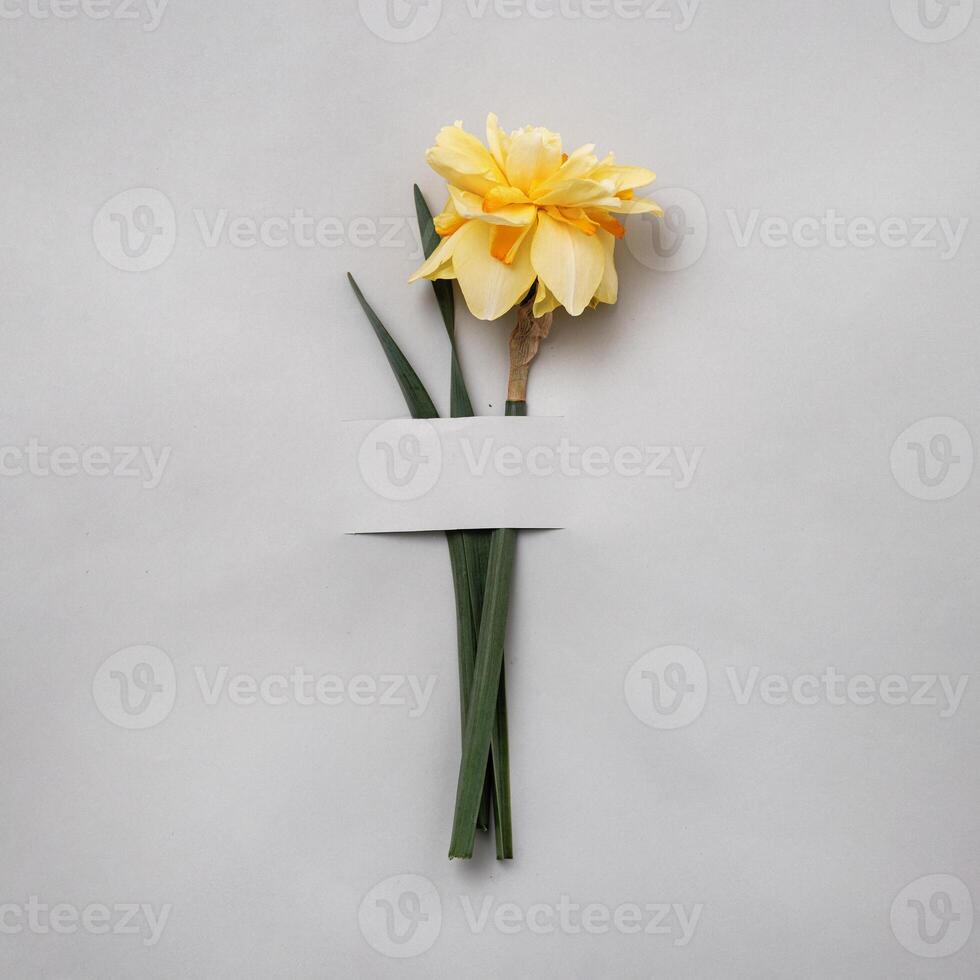 Yellow daffodil fancy shape on a grey background. The concept of spring and postcards for congratulations on an anniversary or a holiday. photo