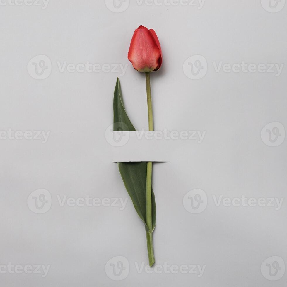 Elegant red or pink tulip on a grey background. Minimal spring and gift concept. An invitation to a holiday or an important event. photo