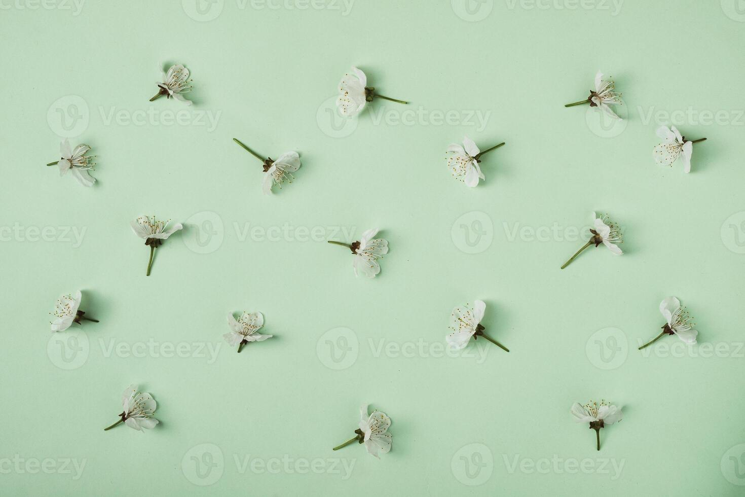 White leaves of sweet cherry blossoming in spring are arranged in a pattern. Spring and development minimal concept. photo