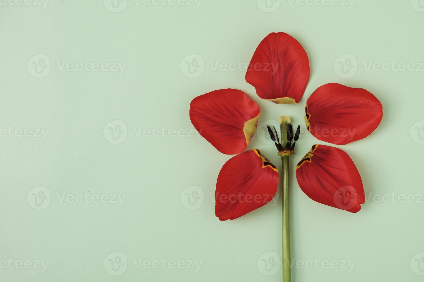 Torn off tulip petals on a green background are arranged in the form of another flower and copy space. Minimal creative concept for spring and festive event or anniversary invitation. photo