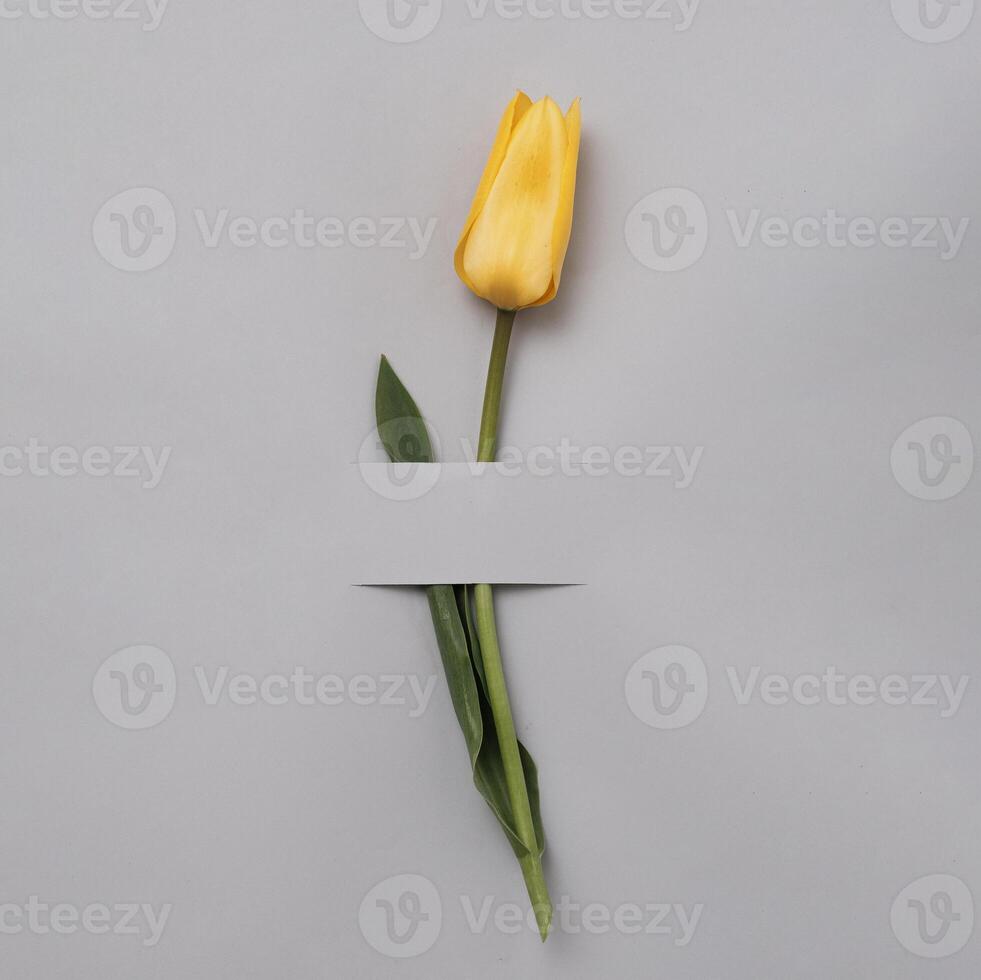 Yellow graceful tulip on a gray background. Copy space for invitation text. Minimal spring and gift concept. photo