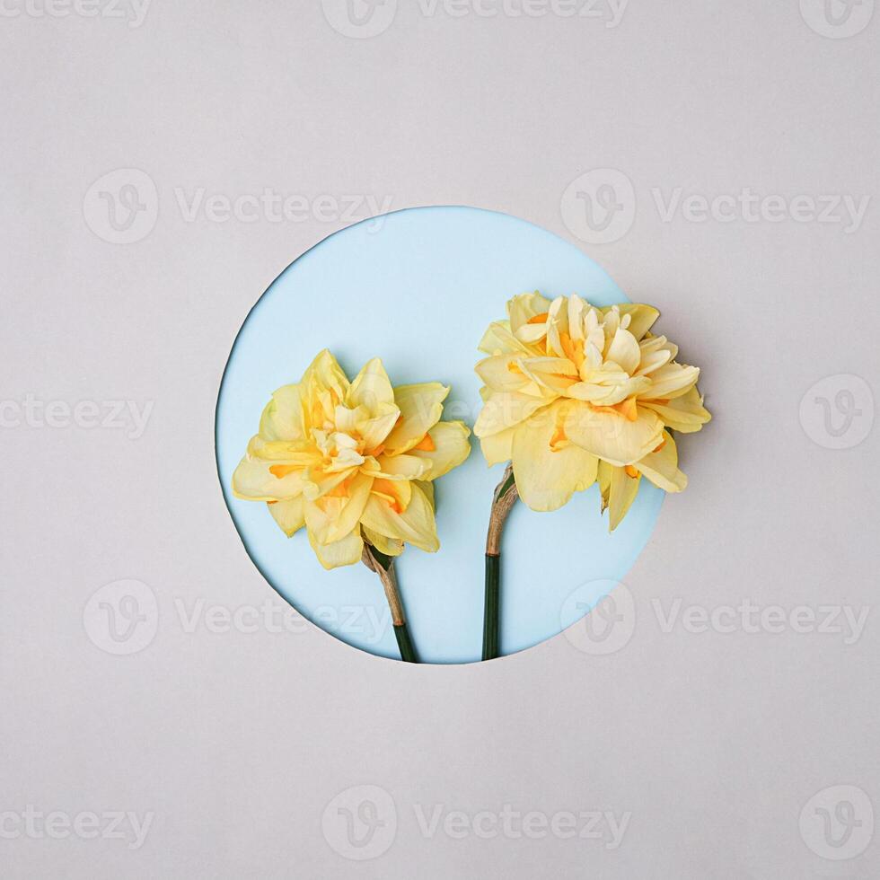 Two yellow daffodils on a grey background with a round neckline in the background. Minimal concept of spring and family or friends anniversary and celebration invitation. photo