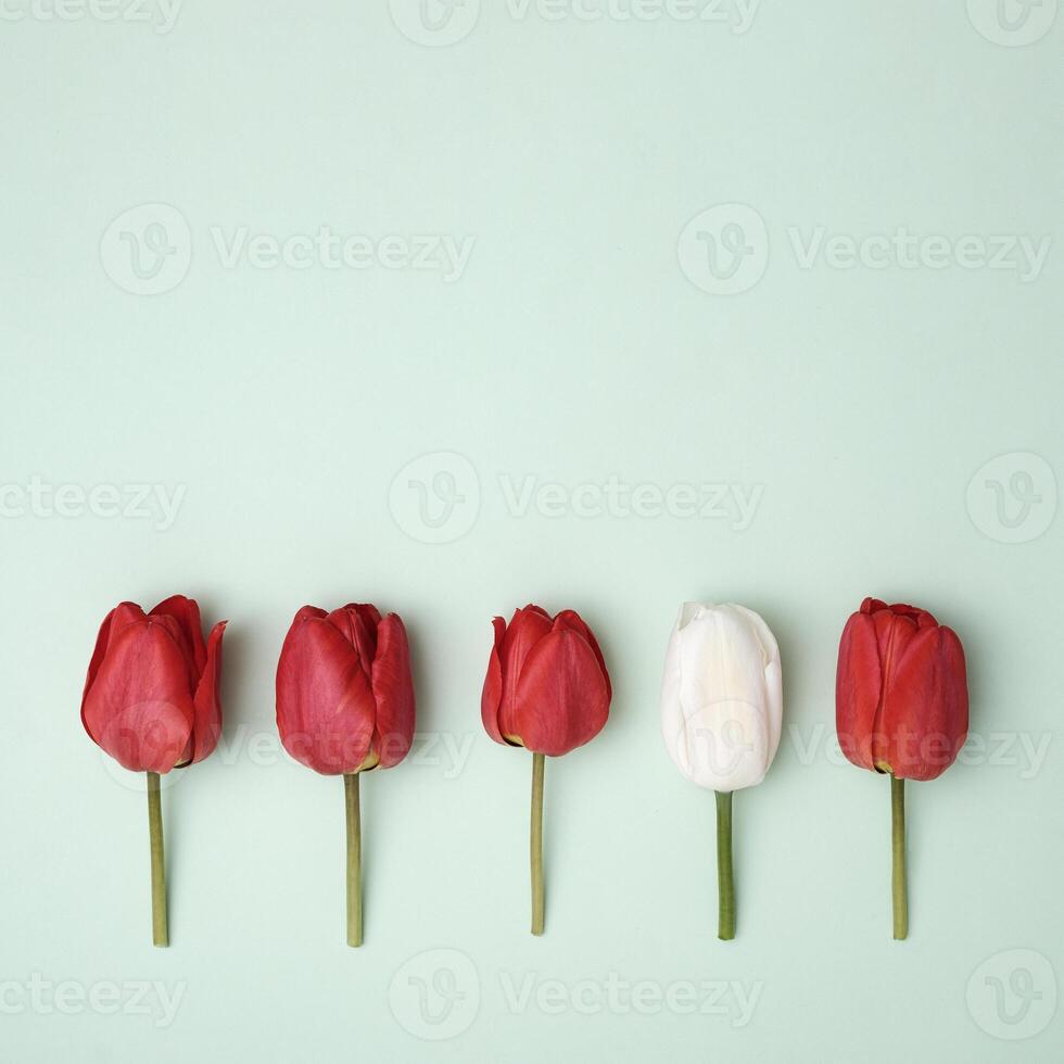 A row of red tulips on a green background and one flower is white and different in color from the others. Minimal concept of spring and party invitation and copy space. photo