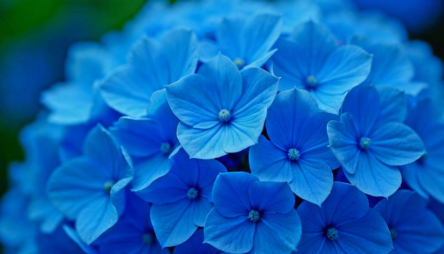 Vivid Blue Hydrangea Blossoms in Full Bloom photo