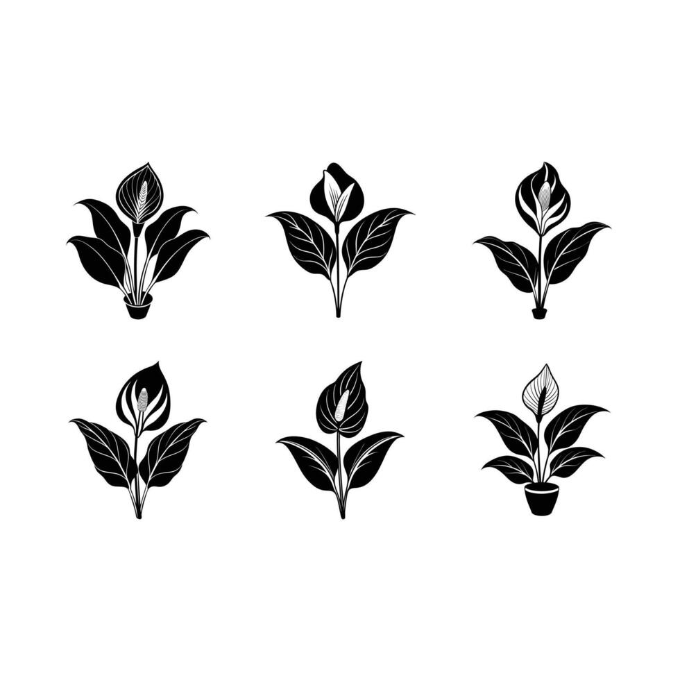 Download a high-quality peace lily design for digital or print use vector