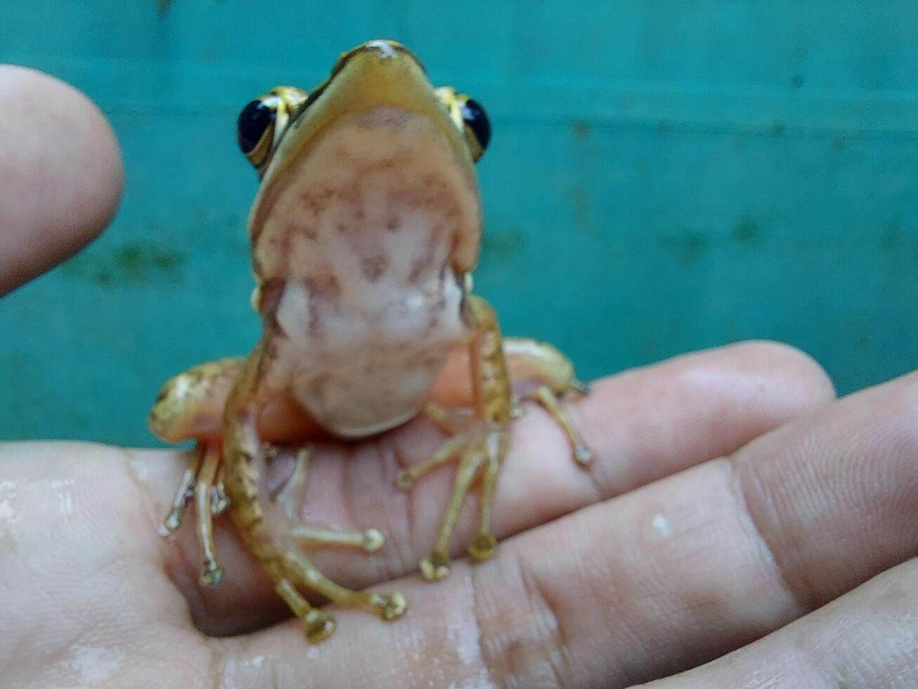 A small frog sitting on a person's hand photo
