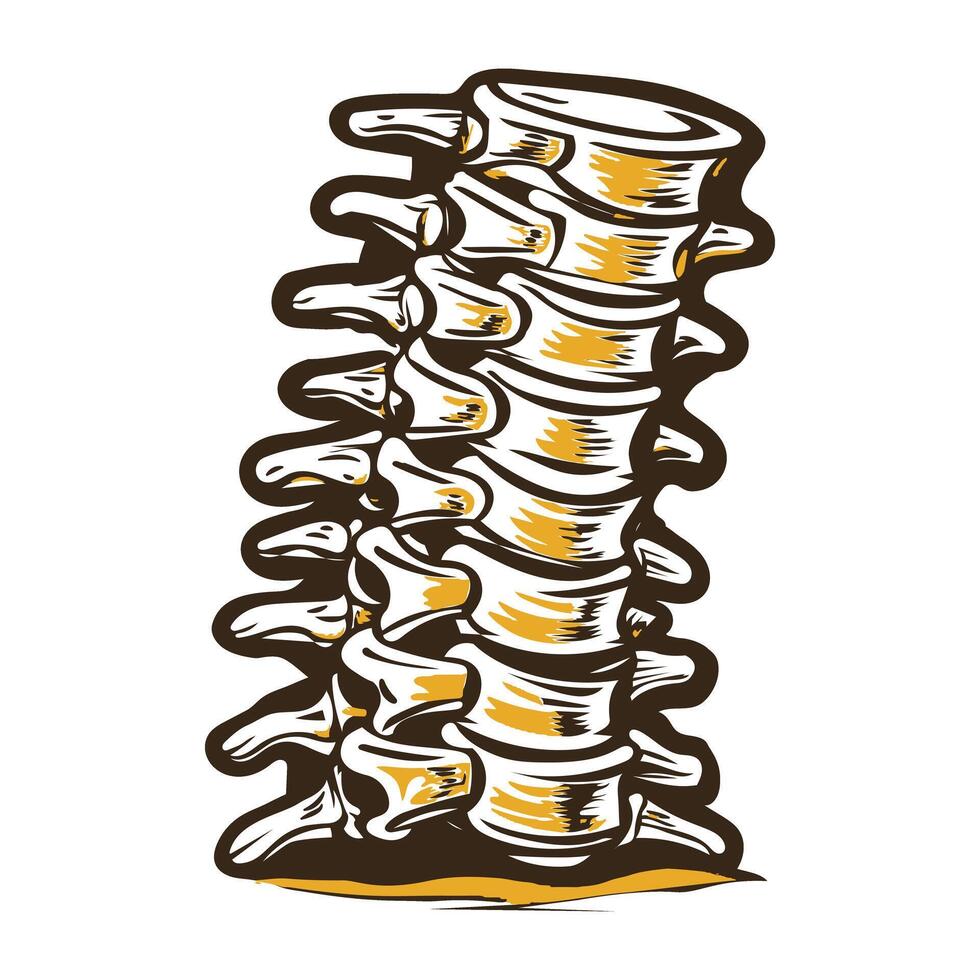 A vintage illustration of cervical vertebrae vector