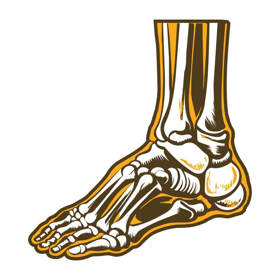 A vintage style illustration of ankle joint vector