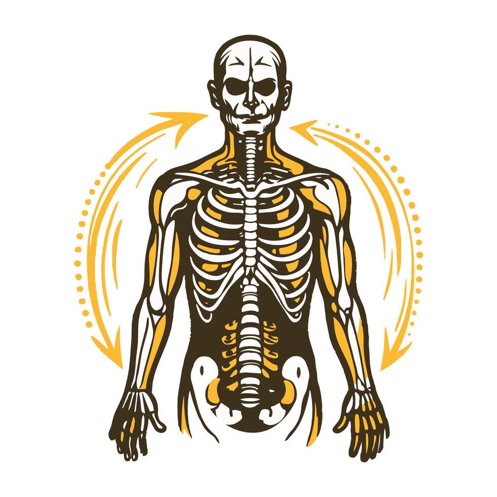 A vintage illustration of human skeleton vector