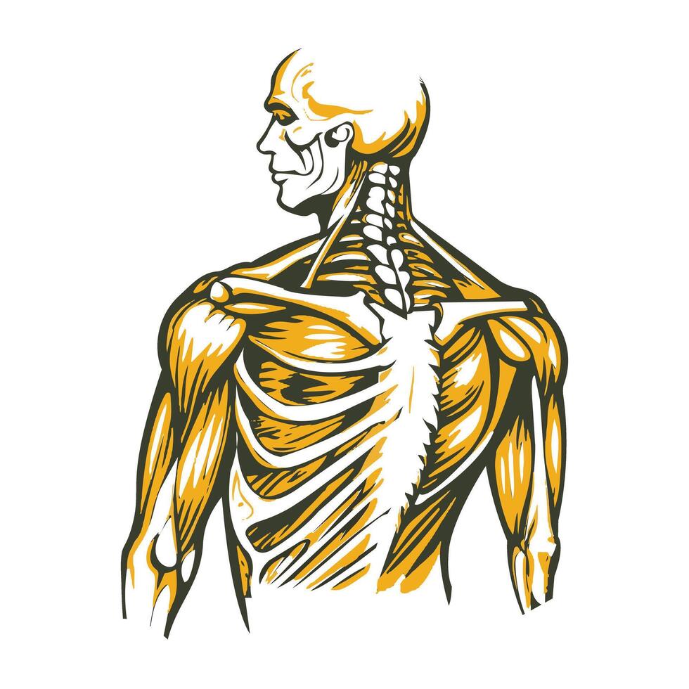 A vintage illustration of shoulder blade vector