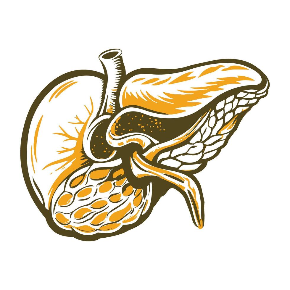 A vintage style illustration of gallbladder vector