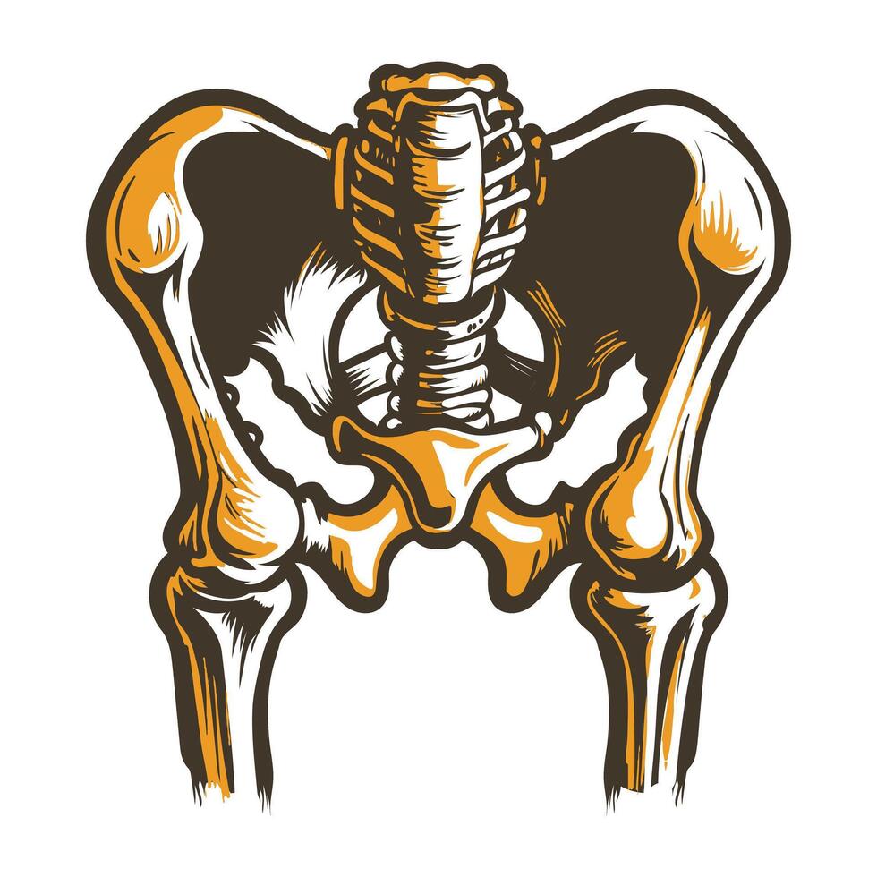 A vintage style illustration of hip joint bones vector