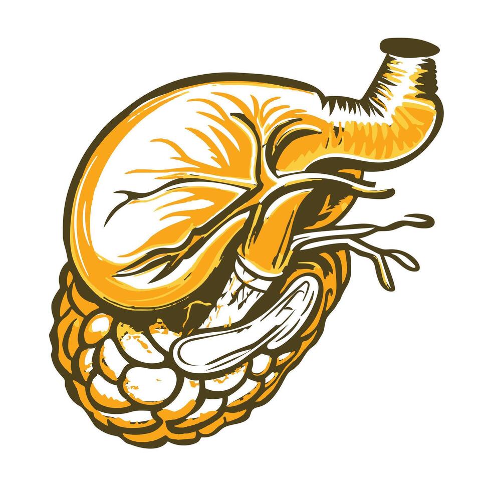 Vintage style illustration of biliary sac vector