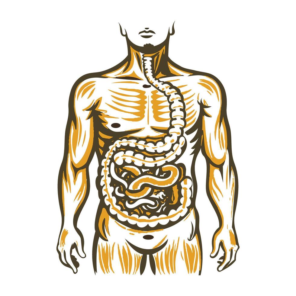A vintage illustration of human skeleton vector