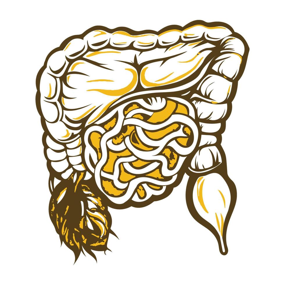 Vintage illustration of intestinal gland vector