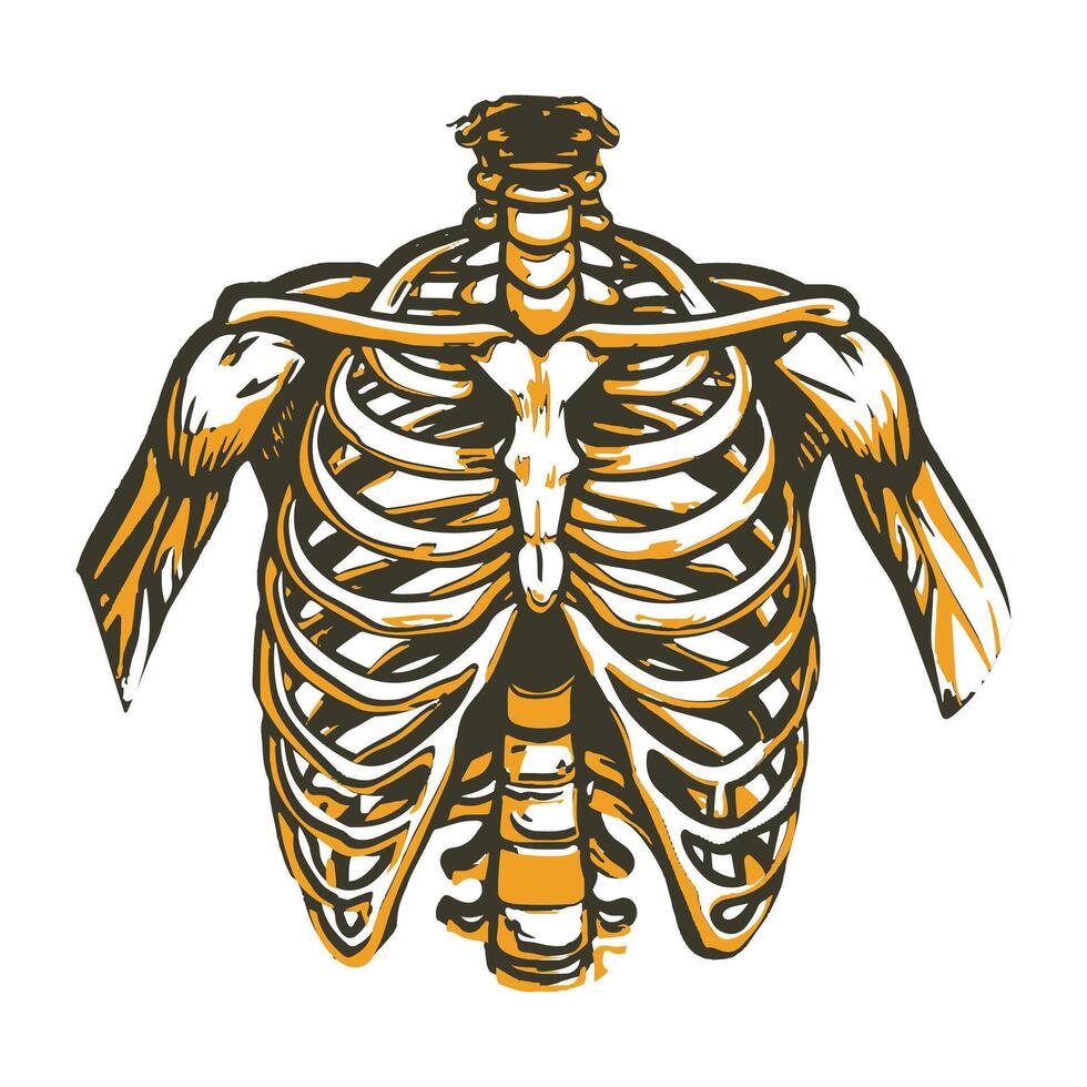 Sternum illustration designed in vintage style vector