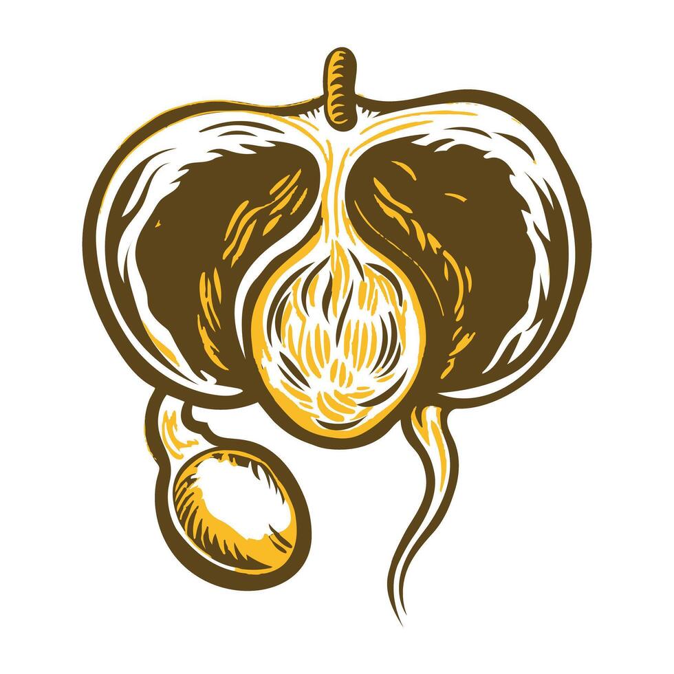 A vintage illustration of testes disease vector