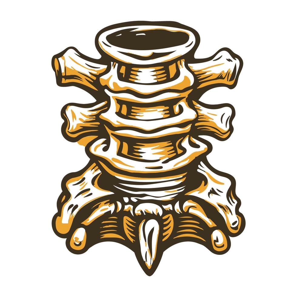 Vintage illustration of lumbar vertebrae vector