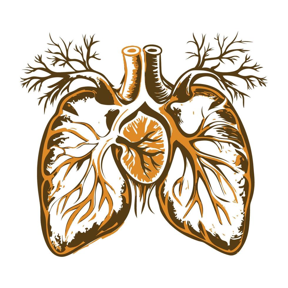 Vintage illustration depicting human lungs with veins vector