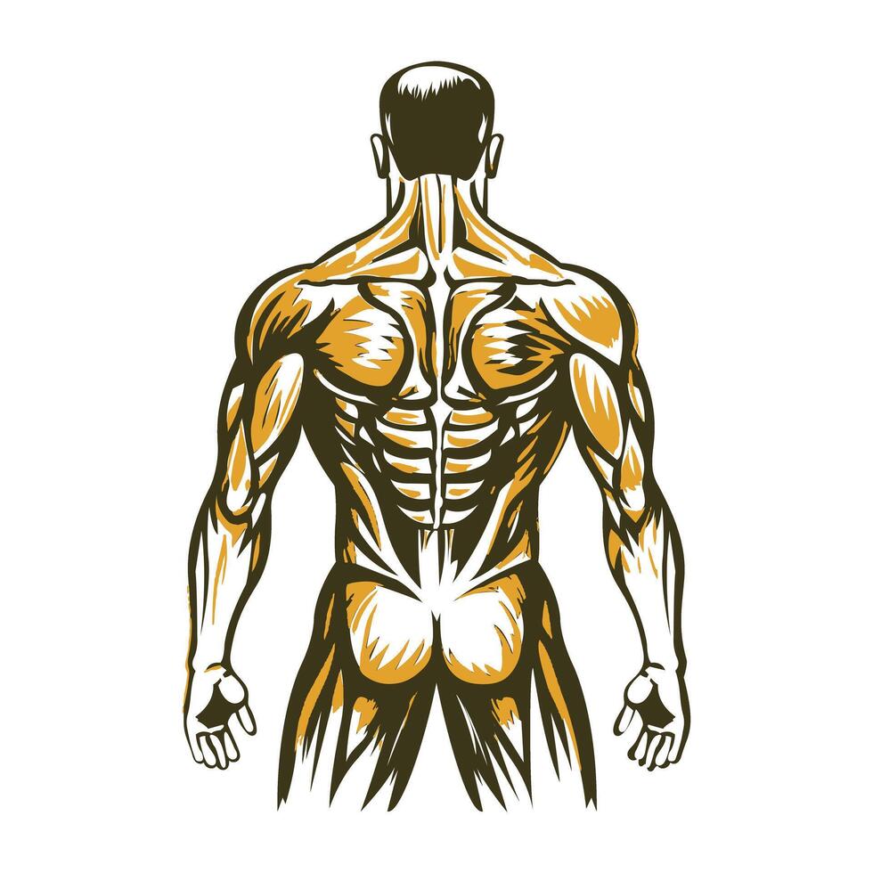A vintage illustration of human skeleton vector