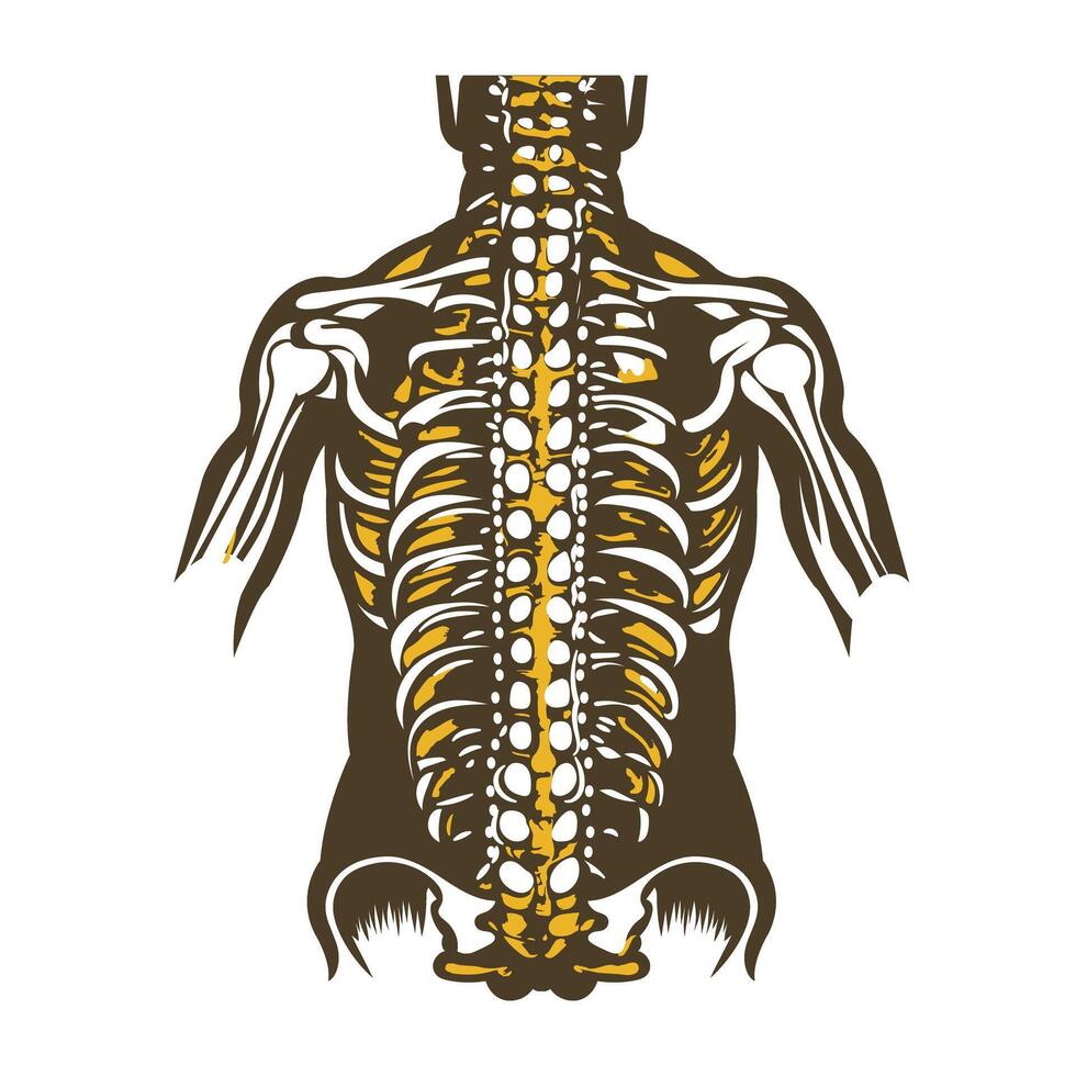 A vintage illustration of human skeleton vector