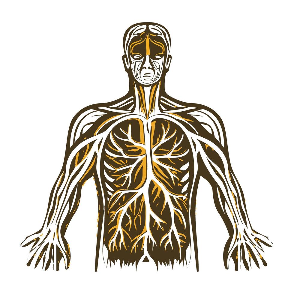 A vintage illustration of human skeleton vector