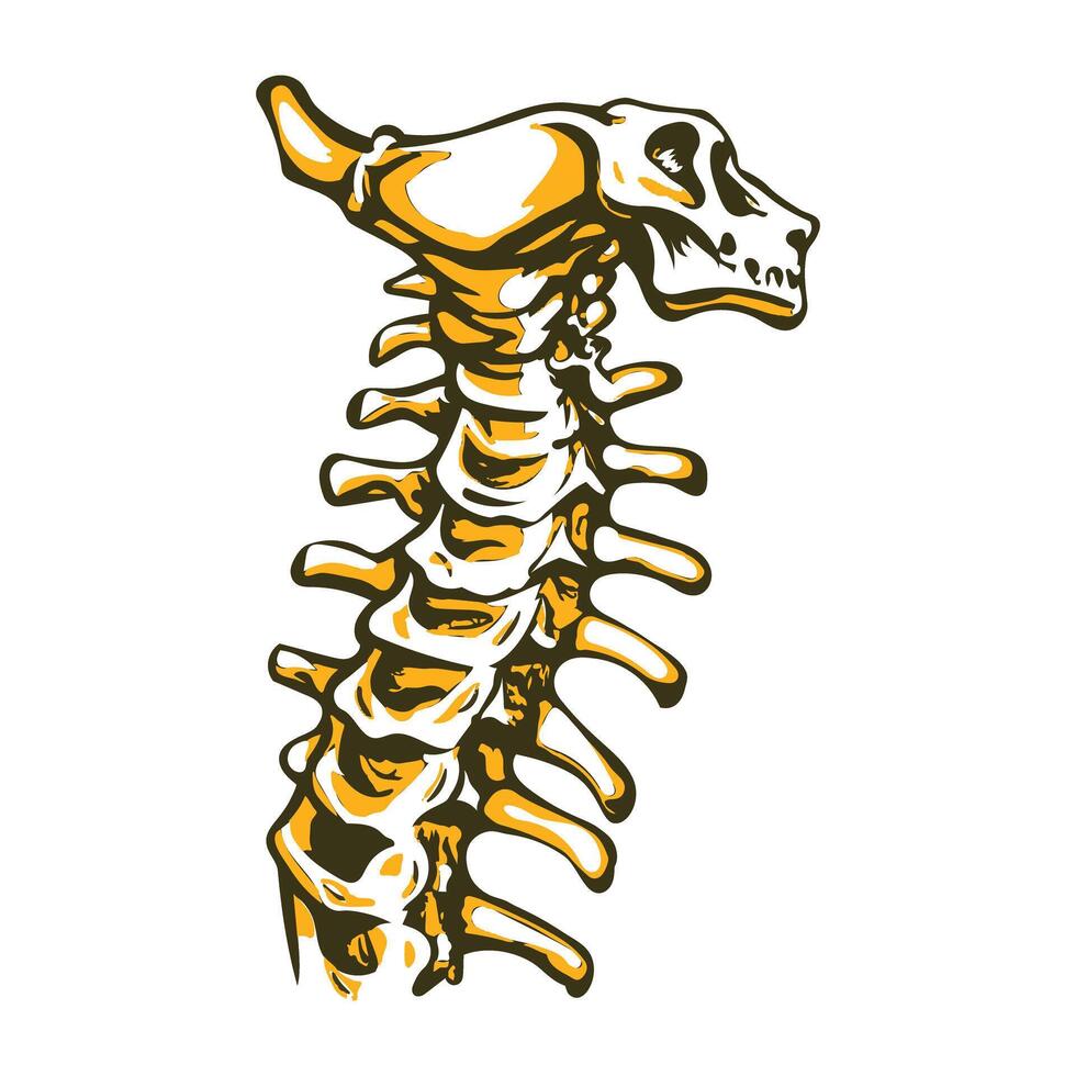 A vintage illustration of cervical vertebrae vector