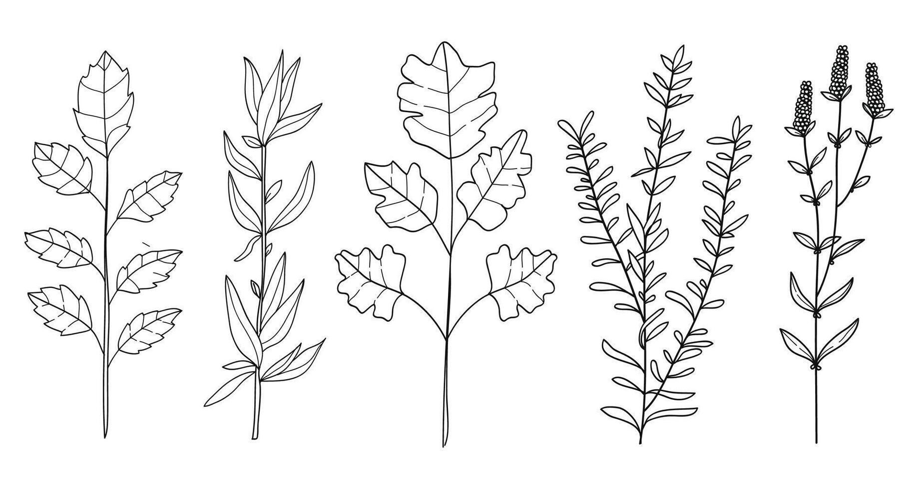 Set of plant and flowers botanical hand drawing. illustration vector
