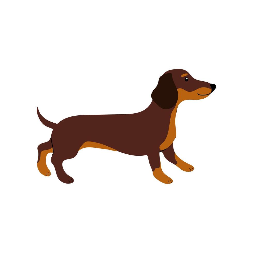Cute brown dachshund standing with a playful expression in a simple design vector