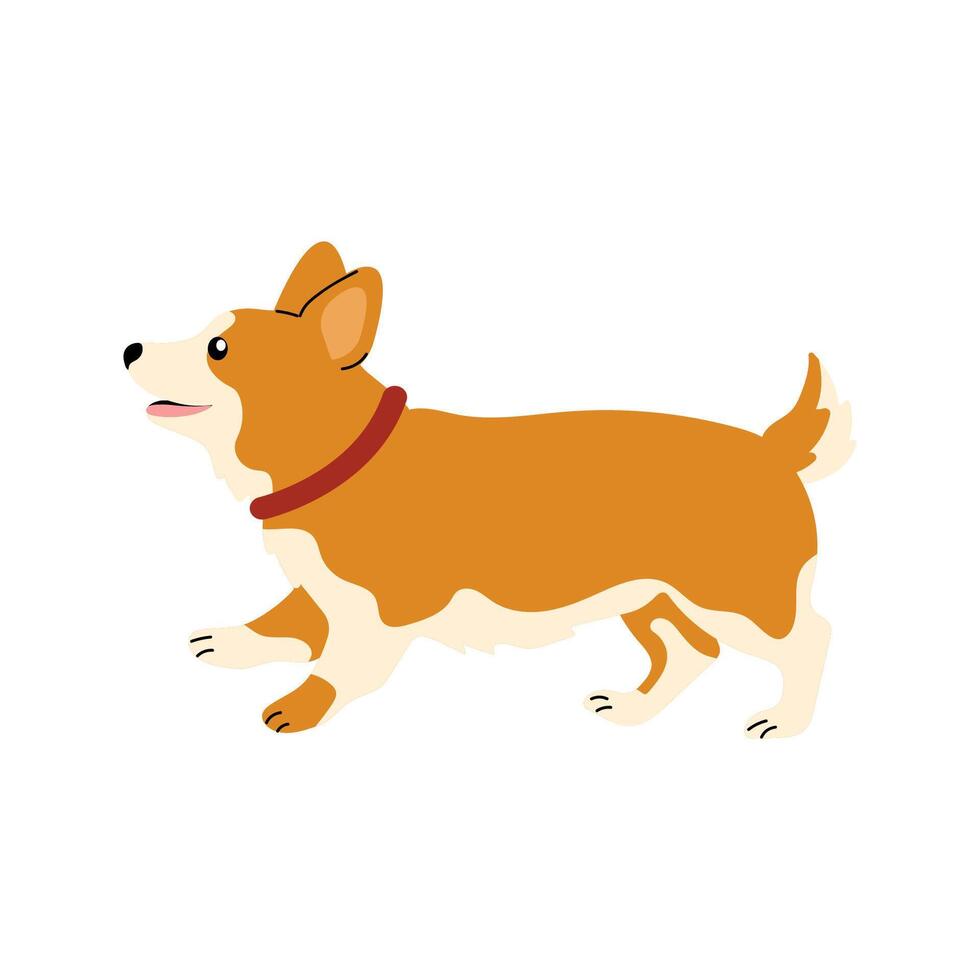 Corgi happily walking in a playful manner across a simple white background vector