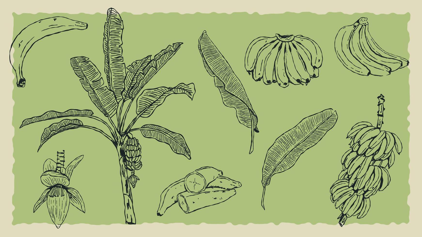 Set of doodle style illustrations about banana vector