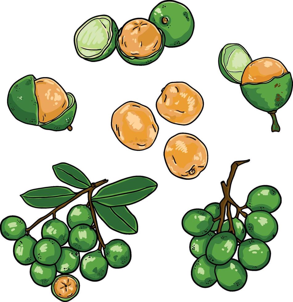 set of illustrations of mamoncillos or lemon trees. exotic fruit vector