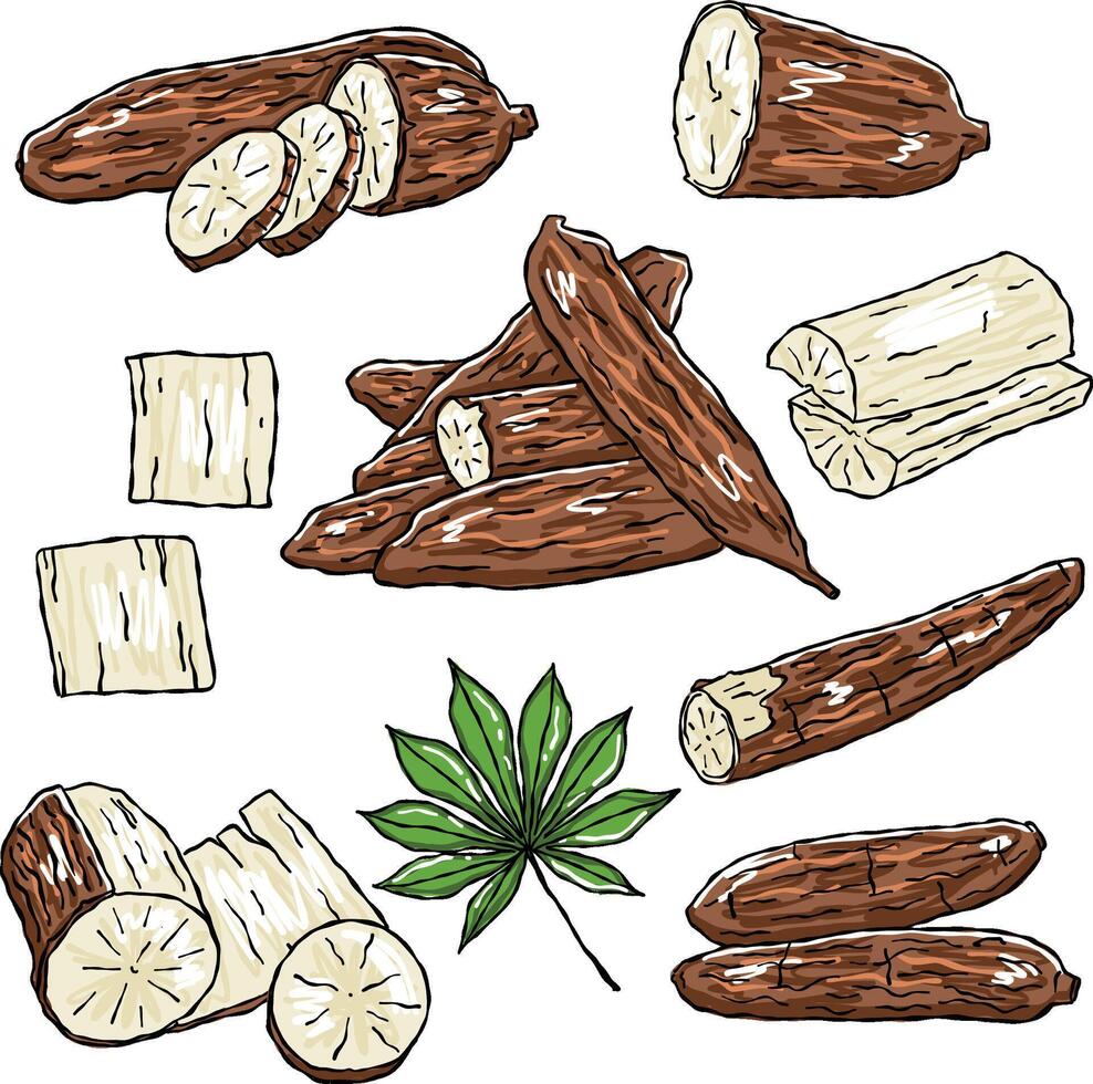 Set of illustrations of yuca, manioc or casabe vector